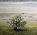 Knegel vig, 36x38cm